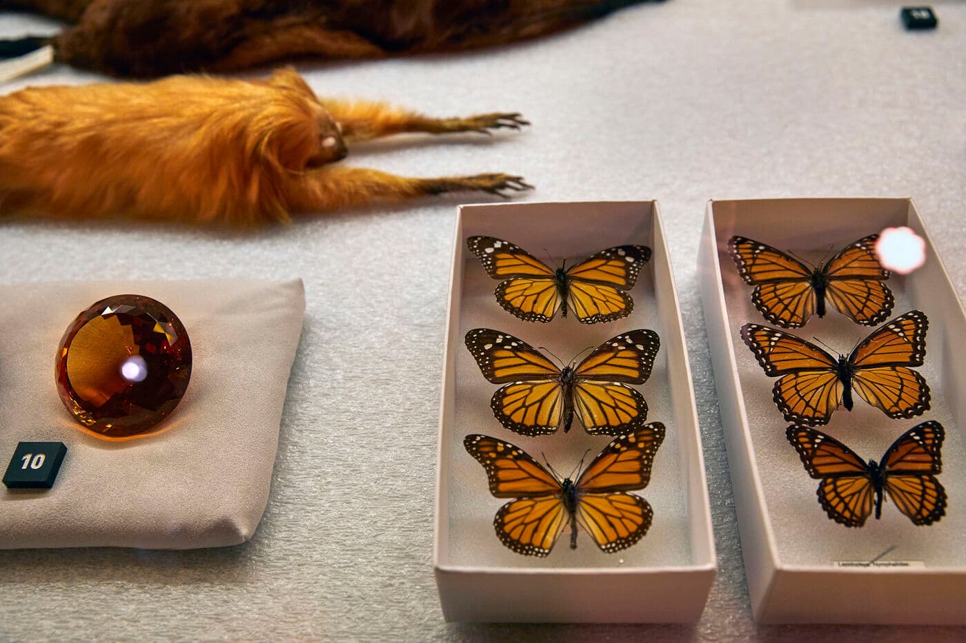 Different orange-colored specimens from a display case in the Wild Color exhibition, including butterflies, a round gem, and a primate.