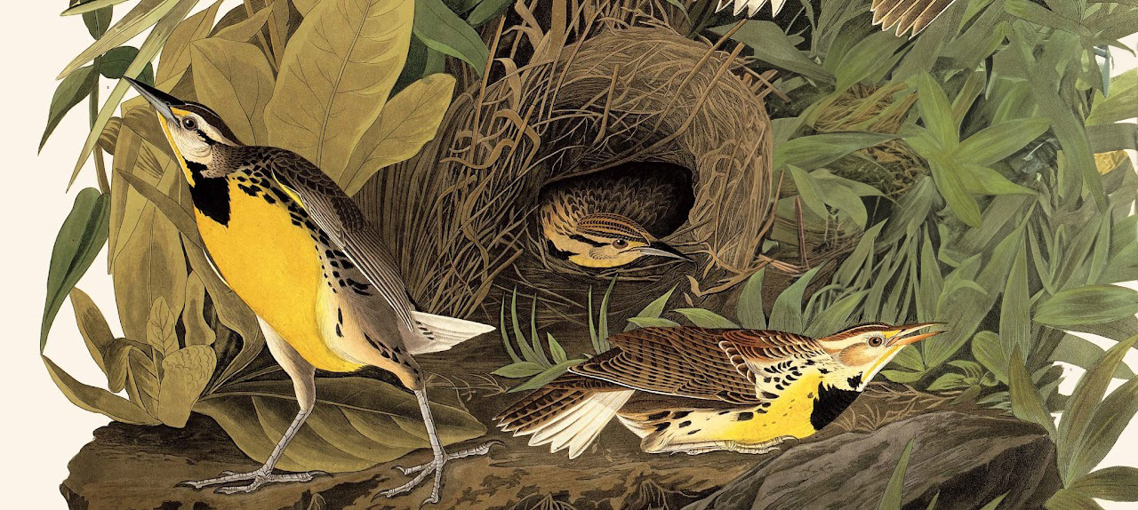 Audubon Meadowlarks in a nest