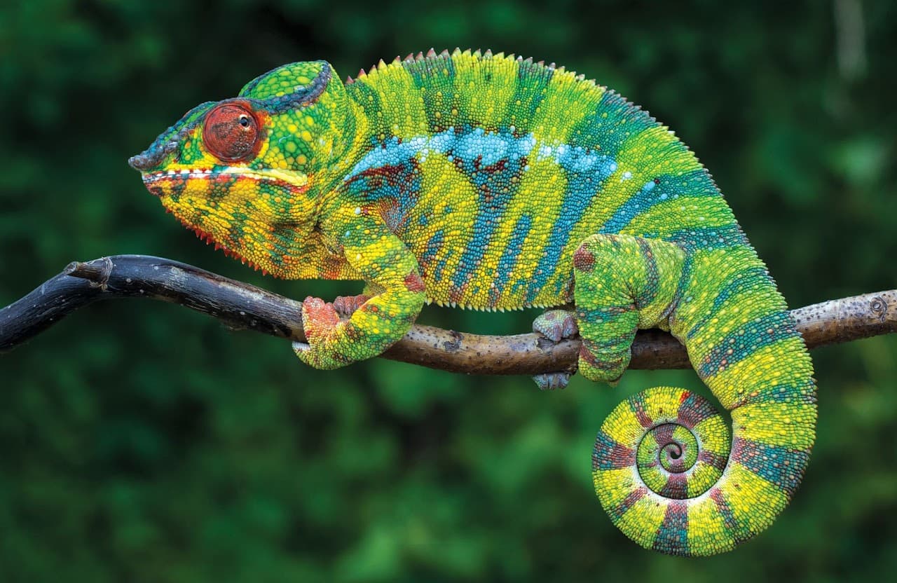 A green chameleon with blue stripes and a red eye clings to a branch
